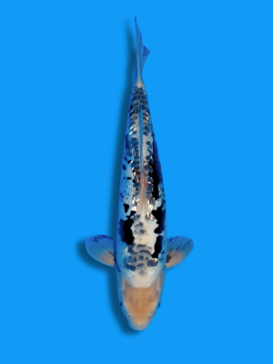 Big Scale Ginrin Kumonryu | Koi&Co.